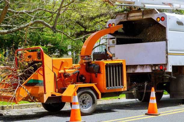 How Our Tree Care Process Works  in Kincaid, IL